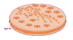 apricot linzertorte with stars decoration ©ejm2003