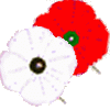 red and white poppies ©ejm2009 (gif 4.55Kb)
