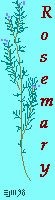 rosemary -©ejm98 (gif 1.09kb)
