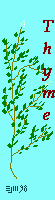 thyme -©ejm98 (gif 1.14kb)