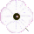 white poppy: Peace ©ejm2009 (gif 1129bytes)